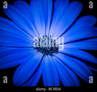 Surrealistische Farbe makro Bild eines offenen Dunkelblau blühenden Cape daisy/Marguerite Blume mit einer Biene auf schwarzem Hintergrund Stockfoto