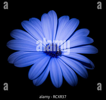 Natur dunkel gcolor Makro Bild einer weit offen blau blühende Cape daisy/Marguerite Blume mit einer Biene auf schwarzem Hintergrund Stockfoto