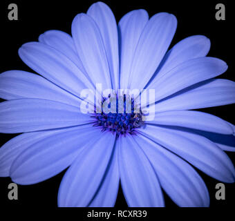 Farbe makro Bild einer weit offen blau blühende Cape daisy/Marguerite Blume mit einer Biene auf schwarzem Hintergrund Stockfoto