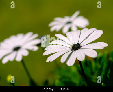 Natur Outdoor Farbe makro Bild eines offenen weiß blühenden Cape daisy/Marguerite Blume mit einer Biene auf einer natürlichen verschwommenen Hintergrund Stockfoto