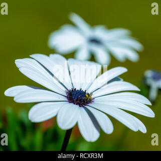 Natur Outdoor Farbe makro Bild eines offenen weiß blau blühende Cape daisy/Marguerite Blume mit Biene auf einer natürlichen, grünen verschwommenen Hintergrund Stockfoto