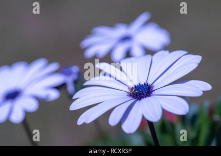 Fine Art outdoor Farbe makro Bild eines offenen violett blau blühende Cape daisy/Marguerite Blume mit einer Biene auf einer natürlichen verschwommenen Hintergrund Stockfoto