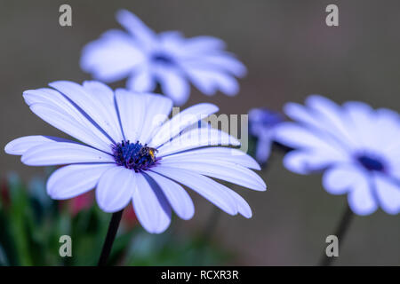 Fine Art outdoor Farbe makro Bild eines offenen violett blau blühende Cape daisy/Marguerite Blume mit einer Biene auf einer natürlichen verschwommenen Hintergrund Stockfoto