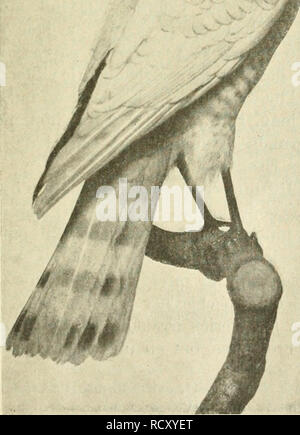 . Der ornithologische Beobachter. Vögel, Vögel. VIU Jahrgang Anncc April 1917 Ävril Beobacliter Fasciculc biegt Der ornithologische Monatsberichte für Vogelkunde und Vogelschutz. Offizielles Organ der Schweizerischen Gesellschaft für Vogelkunde und Vogelschutz. Krscheint ain 15. des Monats. L'Ornitholog^ iste Publikationen mensuelles pour l'Etude et la protection des oiseaux. Organe officiel de la Société suisse pour l'etude des Oiseaux et leur Schutz. Parait le IT) du Mois. -^. ^ Vom Sperber. Von Ernst Aclleii, Basel. (Mit Bild). bin 20. Juli 1916 wurde mir von einem meiner Schüler ein verlas Stockfoto