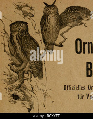 . Der ornithologische Beobachter. Vögel, Vögel. Der OrnithologisGhe Beobachter Olfizielles Organ der Schweizer. Gesellschaft für Vogelkunde und Vogelschutz L'Ornithologiste Organe officiel de la Gesellschaft suisse pour l'^ tude et la protection des oiseaux Abonnementspreise: - Schweiz: bei der Expedition werden, stellt jährlich Fr. 4.-Bei der Post lieferpriorität. "4.10 Ausland" 5.-VI Annce Jahrgraaff AI 1913 - Prix des Abonnements: Sulsse: par le Bureau de I'ex-pödition Frs. 4.- par la Poste.... "4.10 Etranger" 5. - 1914 Pascicule 0 Inhalt Sommaire: Von der schweizerischen Vogelkunde. Von Albert Hes Stockfoto