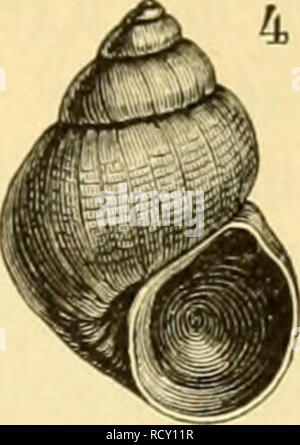 . Der Mensch, Sein Ursprung und seine Entwicklung, in gemeinverständlicher Darstellung. Menschen; Evolution. . Bitte beachten Sie, dass diese Bilder sind von der gescannten Seite Bilder, die digital für die Lesbarkeit verbessert haben mögen - Färbung und Aussehen dieser Abbildungen können nicht perfekt dem Original ähneln. extrahiert. Leche, Wilhelm, 1850-1927. Jena, Fischer G. Stockfoto