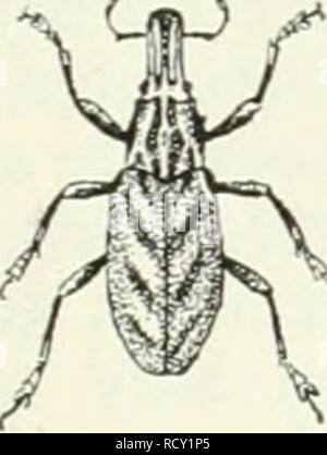 . Der käfersammler. Hg. von der Redaktion des guten Kameraden. Insekten; Insekten. 62. S^tDaraftetfigerförüib furdjenrüfjler. (Poly-drusus cervinus L.) 62. © rrifutdjiger 2 Aug = riijjler. (Cleonus sulcirostris L.). Bitte beachten Sie, dass diese Bilder sind von der gescannten Seite Bilder, die digital für die Lesbarkeit verbessert haben mögen - Färbung und Aussehen dieser Abbildungen können nicht perfekt dem Original ähneln. extrahiert. Bau, Alexander. Stuttgart, Union Deutsche Verlagsgesellschaft Stockfoto