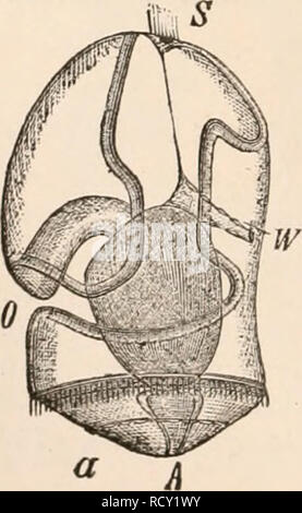 . Elementare Lehrbuch der Zoologie, Tr. Und hrsg. von Adam Sedgwick, mit der Unterstützung von F. G. Heathcote. eine Affinität zu den Tunicata durch den Modus der Atmung. Diese in-teresting Wurm wurde durch Delle Chiaje, entdeckt. und seine Organisation und Entwicklung kürzlich durch Al untersucht worden. Agassiz und Kowalevski [mehr vor Kurzem von Bateson, F. J. Mic. Sci. 1884] (Abb. 241). Die inte-ruhenden Punkt über dieses Formular wird die Struktur der Larve, die ihre Beziehung macht der Stachelhäuter wahrscheinlich. Die Larve wurde von J. Miiller asTornaria beschrieben, und wurde von ihm als Echi angesehen Stockfoto