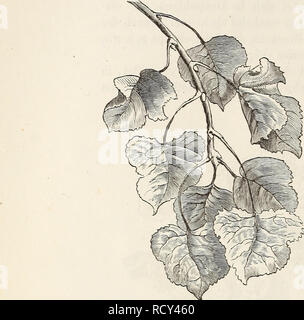 . Der Baum. Bäume; Pflanzenphysiologie. Abb. 201. Blattstand der Schwarzpappel (Populus nigra). Abb. 202. Astbau der Zitterpappel (Populus tremula).. Bitte beachten Sie, dass diese Bilder sind von der gescannten Seite Bilder, die digital für die Lesbarkeit verbessert haben mögen - Färbung und Aussehen dieser Abbildungen können nicht perfekt dem Original ähneln. extrahiert. Schacht, Hermann, 1814-1864. [Aus dem alten Katalog]. Berlin, G. W. F. Mu?ller Stockfoto