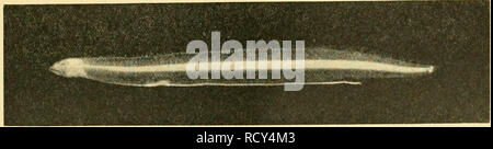 . Die Tiefen des Ozeans: Ein allgemeines Konto der modernen Wissenschaft der Ozeanographie, sich weitgehend auf die wissenschaftlichen Forschungen der Norwegischen Dampfgarer Michael Sars im Nordatlantik. "Michael Sars" North Atlantic Deep-sea Expedition (1910); Ozeanografie ; North Atlantic Ocean. Abb. 547 - Anzahl der Leptocephali aller Arten an jeder Station gefangen. '*%^-. Abb. 54 S. Junge Leptocephalid, nur 1,7 cm lang. Station 64. Abb. 549. Leptocephalus Syyiaphobranchi pinnati. Nat. Größe ca. 5 cm. Station 62. Erfasst wurden, auch in unserem südlichen Abschnitt genommen, südlich der Azoren. Wie mentione Stockfoto