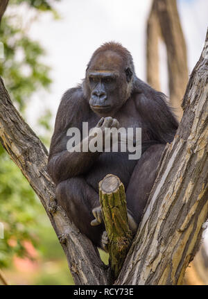 Porträt einer großen westlichen Flachlandgorilla Stockfoto