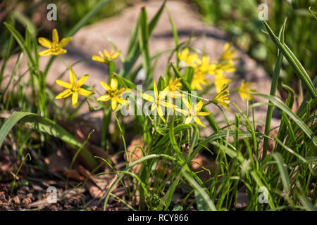 Kleine gelbe Blüten von gagea im frühen Frühjahr Stockfoto