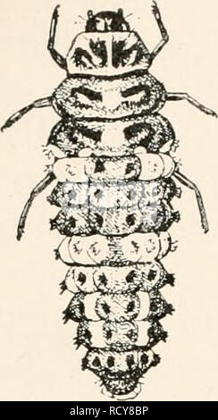 . Elementare Entomologie. Insekten. Abb. 237. Die neun-beschmutzte Marienkäfer - Käfer (Kokken - nella noveninotata], - Erwachsene und Larve (nach Chittenden) Familie ernähren sich von Pflanzen - Läuse, Skalen und anderen weichen Körper Insekten, sowohl als Erwachsene und als Larven und kann überall dort zu finden, wo ihre Beute reichen wird. Im Allgemeinen ist die gemeinsame Gelb oder Rot, Schwarz-gefleckte Arten ernähren sich von Pflanzen - Läuse, während die kleineren schwarzen Arten, mit roter oder weißer Flecken, Futtermittel auf Skalen markiert. So sind die Dame - Vögel unter den Kolonien der Anlage - Läuse, dass Sie mis sind häufig - ^^^^^^^ Der aphides, und die fehlgeleiteten Anbauer caref Stockfoto