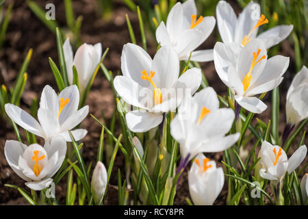 Weiße Krokusse blühen im Frühling auf blumenbeet Stockfoto