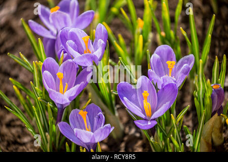 Lila Krokusse blühen im Frühling auf blumenbeet Stockfoto