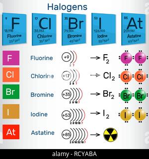 Halogene. Chemischen Elemente des Periodensystems. Vector Illustration Stock Vektor