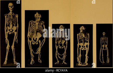 . Der Mensch, Sein Ursprung und seine Entwicklung, in gemeinverständlicher Darstellung. Menschen; Evolution. . Bitte beachten Sie, dass diese Bilder sind von der gescannten Seite Bilder, die digital für die Lesbarkeit verbessert haben mögen - Färbung und Aussehen dieser Abbildungen können nicht perfekt dem Original ähneln. extrahiert. Leche, Wilhelm, 1850-1927. Jena, Fischer G. Stockfoto