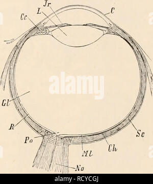 . Elementare Lehrbuch der Zoologie, Tr. Und hrsg. von Adam Sedgwick, mit der Unterstützung von F. G. Heathcote. Wissenschaftler erf 1 OBY Orgel. 91 unter den in verschiedenen Entfernungen, spezielle Geräte für seine Bewegung und Unterkunft sind notwendig. Sie werden von Muskeln, die Sie im ersten Fall die Optik Lampe bewegen vertreten und die Blickrichtung ändern im Gehorsam gegenüber dem Willen des Tieres, und in letzterem wirken auf die rafractile Medien, und ihr Verhältnis zu den Retina variieren. In vielen Facettenaugen (dekapoden Crustaceen), die Teil des Kopfes, auf der das Auge gesetzt wird verlängert, so dass ein Mo zu geben Stockfoto