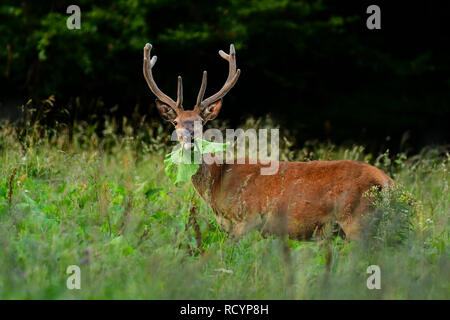 Red Deer (Cervus elaphus). Hirsch in einer Wiese in der Nähe des Waldes. Stockfoto