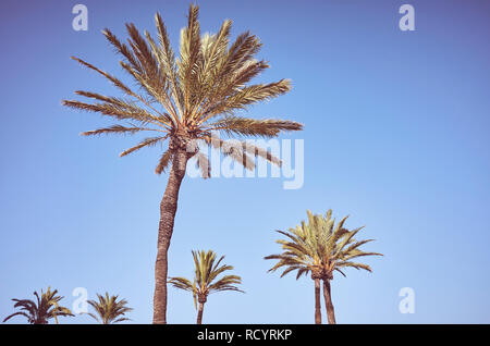 Palmen gegen den blauen Himmel bei Sonnenuntergang, Farbe getonte Sommerferien Konzept Bild. Stockfoto