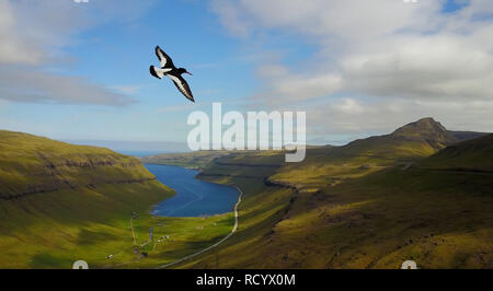 Vogel fliegen über grüne Berge gegen den blauen Himmel Stockfoto