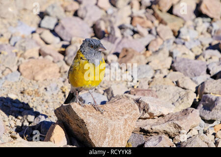 Grau - hooded Sierra Fink, Phrygilus Gayi, Vogelart aus der Familie Thraupidae, Elqui Valley, Vikunja, Chile Stockfoto