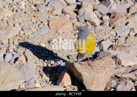 Grau - hooded Sierra Fink, Phrygilus Gayi, Vogelart aus der Familie Thraupidae, Elqui Valley, Vikunja, Chile Stockfoto