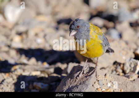 Grau - hooded Sierra Fink, Phrygilus Gayi, Vogelart aus der Familie Thraupidae, Elqui Valley, Vikunja, Chile Stockfoto