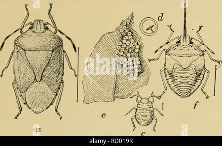 . Elementare Entomologie. Entomologie. Der WAHRE FEHLER 115 in ihrem Fall - daher der Name. Sie haben kleine Köpfe mit breiten, markanten Schultern, und die große, dreieckige scutellum belegt w. Abb. 153. Die grüne Soldat - Bug (ein "ezara hilaris). (Erweiterten) ein, Erwachsene;/', Schnabel;&lt; -, Eier, d einziges Ei; e, junge NYMPHE;/, letzte Stufe der Nymphe. (Nach Chittenden, Landwirtschaftsministerium der Vereinigten Staaten) die Mitte der Rückseite zwischen den Flügeln, die an der Spitze der Bauch gerundet werden, geben dem ganzen Körper eine charakteristische Schild-förmiges Aussehen. Aus wirtschaftlicher Sicht der Familie i Stockfoto