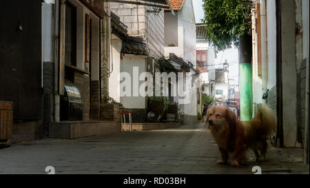 Der Hund stand auf der alten Straße und schauen etwas Stockfoto
