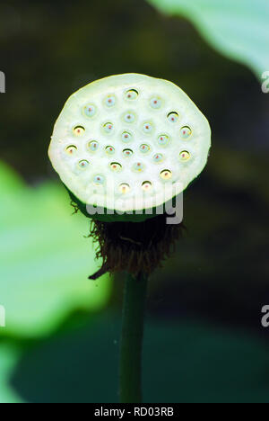 Indischer Lotus, Lotus, Bohne von Indien, ägyptische Bohne, indiai lótusz, Nelumbo nucifera, Indische Lotosblume Stockfoto