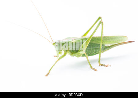 Eine weibliche Super Green Bush Cricket, Tetogonia viridissima, fotografiert auf einem weißen Hintergrund. North Dorset England UK GB Stockfoto