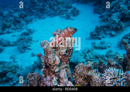 Einen Red Sea Coral Grouper beobachten seine Gelände auf einem Korallenriff im Roten Meer in Ägypten Stockfoto