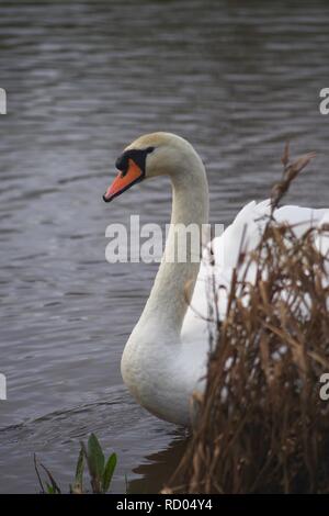 Höckerschwan (Cygnus olor), die in der Flut Relief Kanal bei Trews Wehr, Exeter, Kai, Devon, Großbritannien. Winter, 2018. Stockfoto