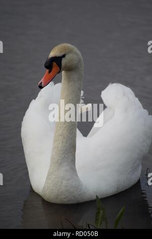 Höckerschwan (Cygnus olor), die in der Flut Relief Kanal bei Trews Wehr, Exeter, Kai, Devon, Großbritannien. Winter, 2018. Stockfoto