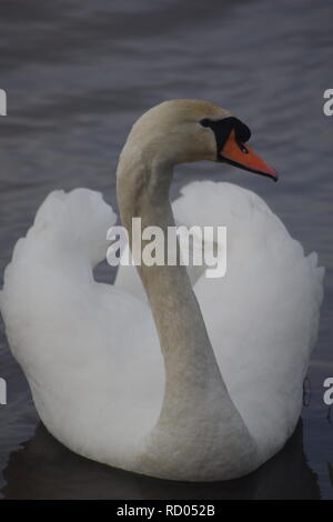 Höckerschwan (Cygnus olor), die in der Flut Relief Kanal bei Trews Wehr, Exeter, Kai, Devon, Großbritannien. Winter, 2018. Stockfoto