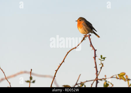 Ein rotkehlchen (erithacus Rubecula) thront hoch oben auf einem Ast mit Dornen am späten Nachmittag Sonne. Stockfoto