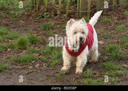 West Highland White Terrier Hund (WESTIE) trägt einen roten Wintermantel Stockfoto