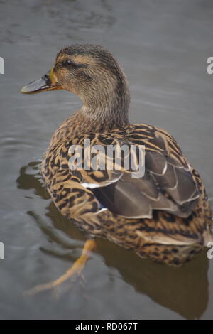 Weibliche Stockente (Anas platyrhynchos) auf das Wasser der Exeter Hochwasserschutz Kanal, Trews Wehr. Devon, UK. Winter, 2018. Stockfoto