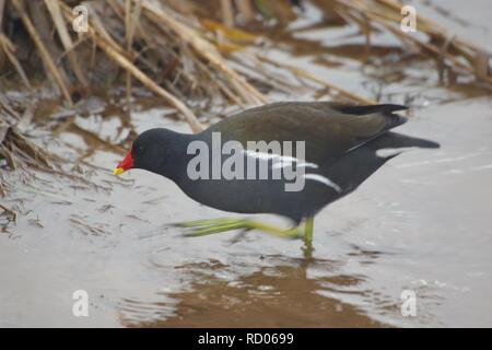 Sumpfhuhn (Gallinula chloropus) auf den Wassern der Sintflut Relief-Kanal. Trews Wehr, Exeter Quay, Devon, Großbritannien. Winter, 2018. Stockfoto