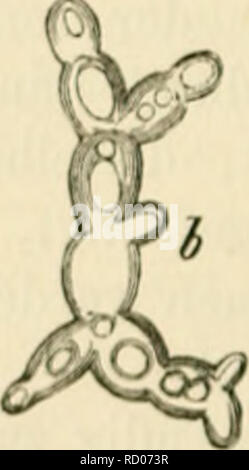 . Der Standpunkt der gegenwrtige Mycologie mit Rcksicht auf die Lehre von den Infections-Krankheiten. Pathogene Pilze. *) Bastian, CLI. "Vo nunlcs von orij^ in der lowcst orpariisms, tlie discuBsion inrluding n von ex |) crini. von M. l'aKfour uml u rcj) Ly lo aonie. slHleinenl von ProiT. Er üb niedrig und Tyn. Wiegen. 1871.. Bitte beachten Sie, dass diese Bilder sind von der gescannten Seite Bilder, die digital für die Lesbarkeit verbessert haben mögen - Färbung und Aussehen dieser Abbildungen können nicht perfekt dem Original ähneln. extrahiert. Eidam, Michael Emil Eduard, 1845 -. Berlin, Oliven Stockfoto