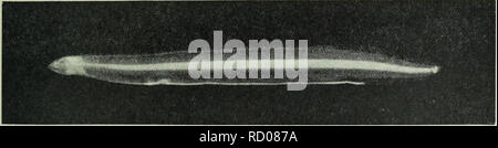 . Die Tiefen des Ozeans; ein allgemeines Konto der modernen Wissenschaft der Ozeanographie, sich weitgehend auf die wissenschaftlichen Forschungen der Norwegischen Dampfgarer Michael Sars im Nordatlantik. Ozeanographie. Abb. 547 - Anzahl der Leptocephali aller Arten an jeder Station gefangen. Abb. 548. Junge Leptocephalid, nur 1,7 cm lang. Station 64. Abb. 549. Leptocephalus Synaphobranchi pinnati. Nat. Größe ca. 5 cm. Station 62. Erfasst wurden, auch in unserem südlichen Abschnitt genommen, südlich der Azoren. Wie in Kapitel III. erwähnt. Wir nahmen, in der Sargassosee an Station 64, sehr kleine leptocephali zwischen 1 und Stockfoto