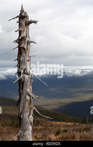 Die Überreste eines Baumes im Gaspésie National Park (Parc National de la Gaspésie) auf der Halbinsel Gaspé Quebec, Kanada. Stockfoto