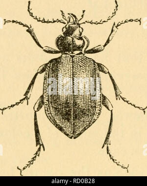 . Grundlegende Lektionen auf Insekten. Insekten. 98 grundlegende Lektionen auf Insekten. Abb. 38. - ein Käfer, Calosoma sycophanta. Diese Sorte wurde aus Europa auf der Schwammspinner in Neu-england prey importiert. in Nordamerika anerkannt. Viele von diesen sind kleine und Verdecken von Familien, die nicht uns hier betreffen: aber die folgenden fünfzehn sind große und wichtige Gruppen; und Vertretern von Ihnen sollte frei - für diese Studie in der Lage sein. Wir haben bereits (Seite 15) An der Zeichen, die für alle Käfer sind blickte. Lassen Sie uns nun die Familie Zeichen in ein paar von diesen. 1. Tiger Stockfoto