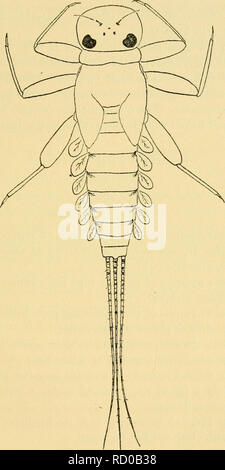 . Grundlegende Lektionen auf Insekten. Insekten. EPHEMERIDA 63. Abb. 22. - Die flache Nymphe des Eintagsfliege Heptagenia eltgantula. Zeichnung von Elsie Broughton.. Bitte beachten Sie, dass diese Bilder sind von der gescannten Seite Bilder, die digital für die Lesbarkeit verbessert haben mögen - Färbung und Aussehen dieser Abbildungen können nicht perfekt dem Original ähneln. extrahiert. Needham, James G. (James George), 1868-1956. Springfield, Illinois, Baltimore, Maryland, C.C.Thomas Stockfoto