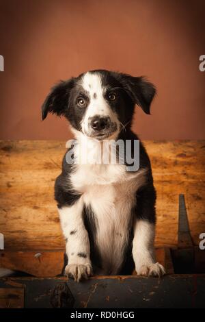 Border Collie Welpen suchen aus einem grossen hölzernen Kasten Stockfoto