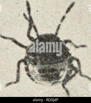 . Elementare Entomologie. Insekten. Abb. 155. Die Harlequin Kohl - Bug, Erwachsene (natürliche Größe); c, Seitenansicht, Kopf mit Unterkiefer und Oberkiefer setae aus Schnabel; d, Eier mit neu Junge geschlüpft; e, Nymphen;/, ei Massen mit einem Ei schlüpfen und frisch geschlüpfte Nymphe auf der unteren rechten Masse scutellum vergrößert, so dass er nahezu das gesamte Abdomen und gibt den Fehler das Aussehen eines Käfers, für die Fre- gen von einem Anfänger verwechselt. Sie verschiedene Pflanzen und oft verletzen Beeren befallen, durch deren unangenehme Geruch Vermittlung, wie der Gestank - Bugs zu tun. Werk-Bugs. Die restliche Familie Stockfoto