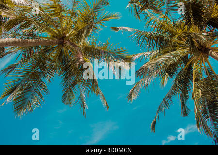 Hohe Palmen gegen den Himmel, kopieren. Tropische Landschaft, Insel Urlaub Stockfoto