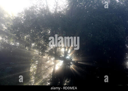 Sonnenstrahlen kommen durch Bäume im Wald Stockfoto