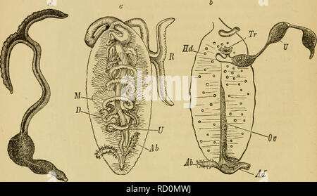 . Elementare Lehrbuch der Zoologie, Allgemeiner Teil und Besonderer Teil: Protozoen, insecta. Tiere. 300 AKJTELTDA.. tat, wie - svell wie die Bildung der prfeoral lobe und der Entwicklung der ventralen angespannt? et £ e, weist auf eine enge Beziehung zu den Clicetopoda. Im erwachsenen Tier sind jedoch die internen Segmen- tierung ist sehr wenig gekennzeichnet. Die dissepiments, Ai die Ausnahme des ersten, welches eine Trennwand zwischen dem Kopf und dem Körper, gehen verloren, und der Segmentierung der ventralen Netzkabel ist nur durch die Verteilung der Nerven. Die supra-cesophageal Ganglion bleibt Stockfoto